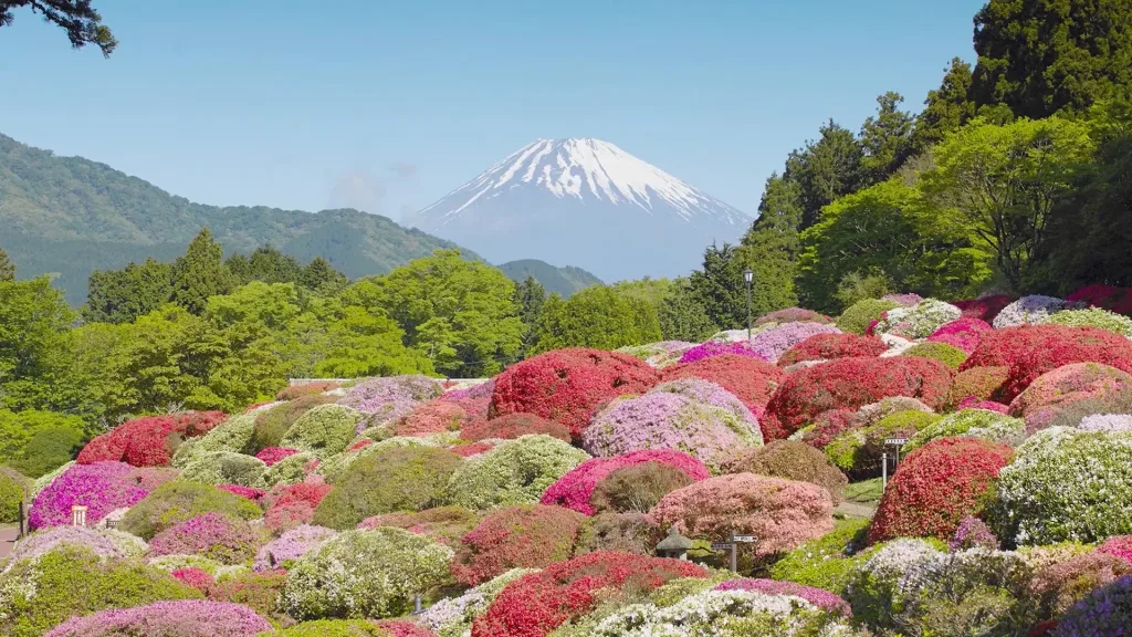 #05 芦ノ湖畔に咲いた奇跡の花